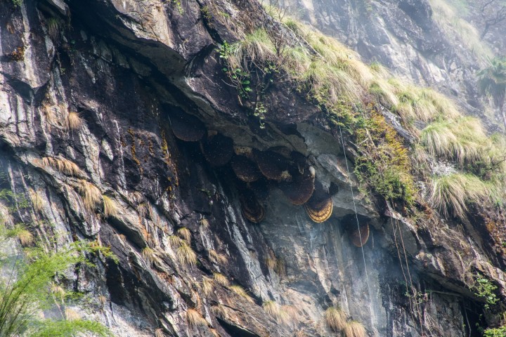 Sotang Local Honey Hunt